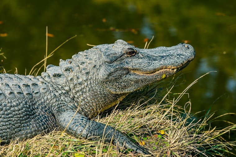 Tiny Gator Crashes Fulshear Porch, Cop Scoops It Up On Camera