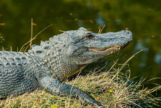 Tiny Gator Crashes Fulshear Porch, Cop Scoops It Up On Camera