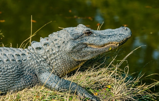 Tiny Gator Crashes Fulshear Porch, Cop Scoops It Up On Camera