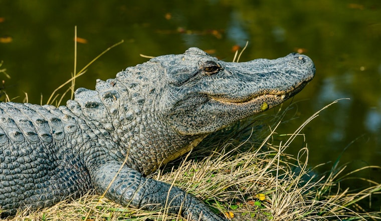 Tiny Gator Crashes Fulshear Porch, Cop Scoops It Up On Camera
