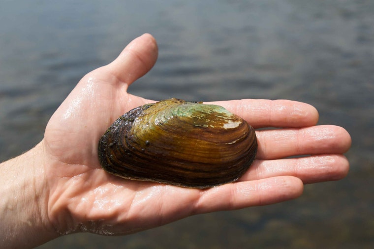 Tiny Philly Mussels Take Big Shot at Cleaning Up City Rivers