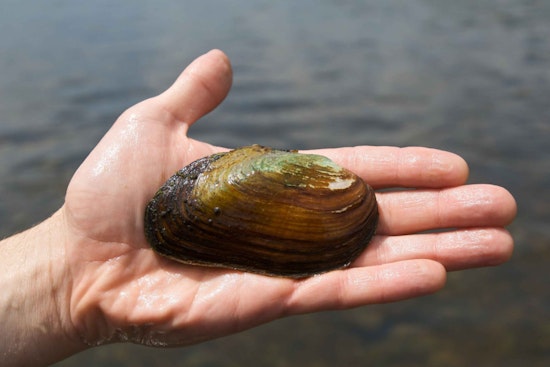 Tiny Philly Mussels Take Big Shot at Cleaning Up City Rivers
