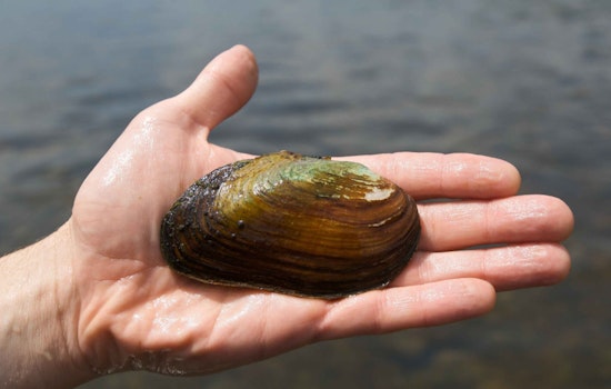 Tiny Philly Mussels Take Big Shot at Cleaning Up City Rivers