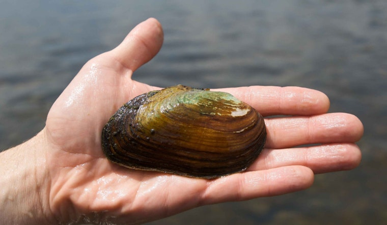Tiny Philly Mussels Take Big Shot at Cleaning Up City Rivers