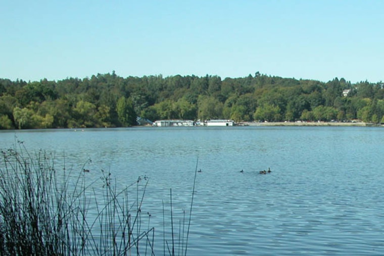 Toxic Gunk Turns Seattle's Green Lake Into No-Go Zone For Swimmers And Dogs