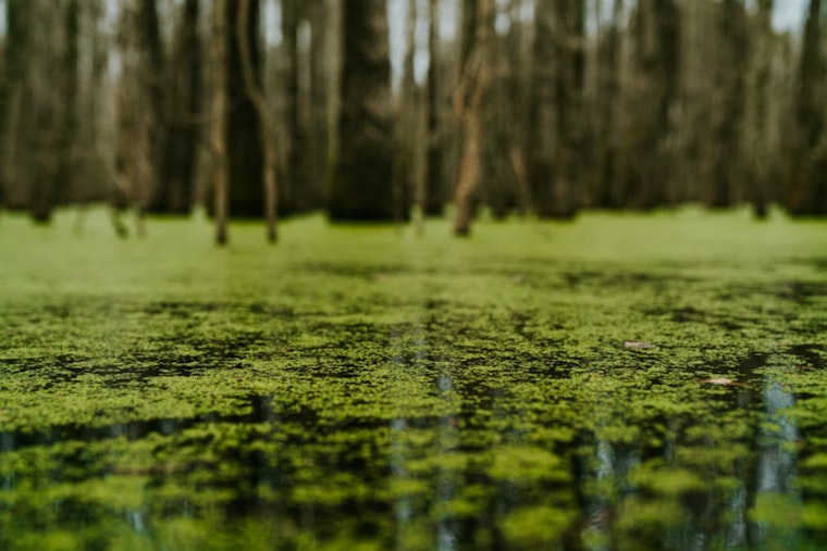 Toxic Lake Norman Slime Has Pet Owners Fleeing The Shoreline