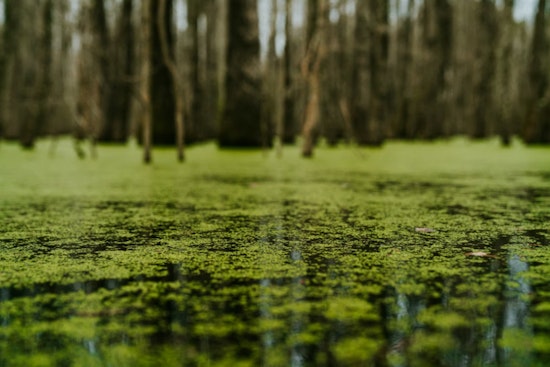 Toxic Lake Norman Slime Has Pet Owners Fleeing The Shoreline