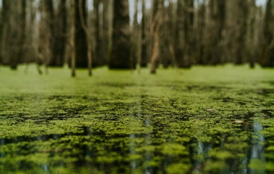 Toxic Lake Norman Slime Has Pet Owners Fleeing The Shoreline