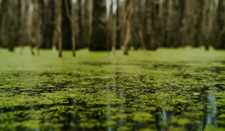 Toxic Lake Norman Slime Has Pet Owners Fleeing The Shoreline