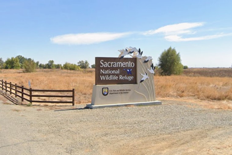 Tragedy On The Auto Tour As Two Bald Eaglets Lost At Sacramento Refuge