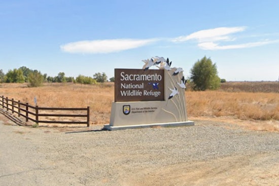 Tragedy On The Auto Tour As Two Bald Eaglets Lost At Sacramento Refuge