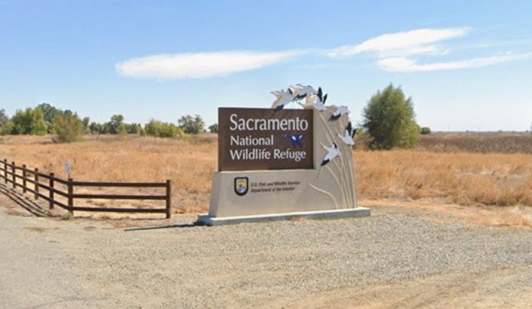 Tragedy On The Auto Tour As Two Bald Eaglets Lost At Sacramento Refuge