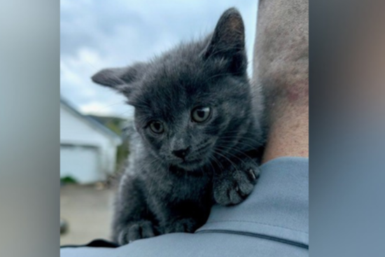 Trash-Bag Horror In Warren County As Kitten Hurled From Pickup