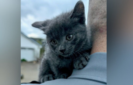 Trash-Bag Horror In Warren County As Kitten Hurled From Pickup