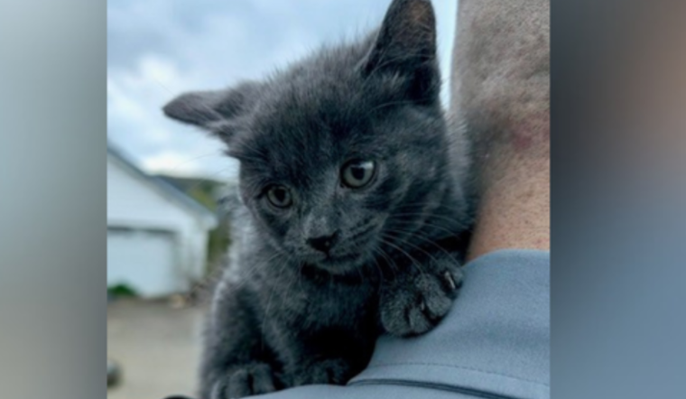 Trash-Bag Horror In Warren County As Kitten Hurled From Pickup