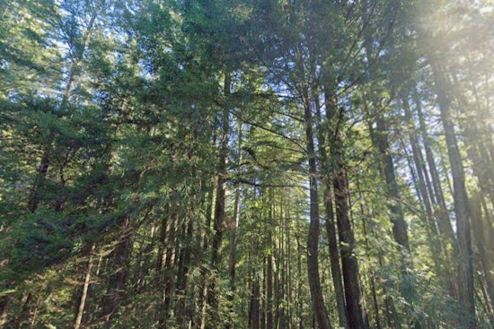 Tribes And Loggers Clash Over The Future Of Jackson Redwoods
