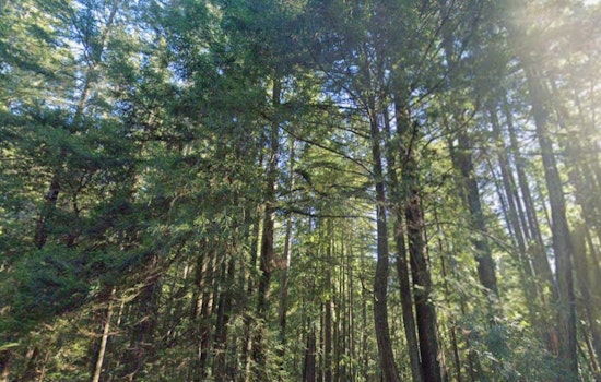 Tribes And Loggers Clash Over The Future Of Jackson Redwoods