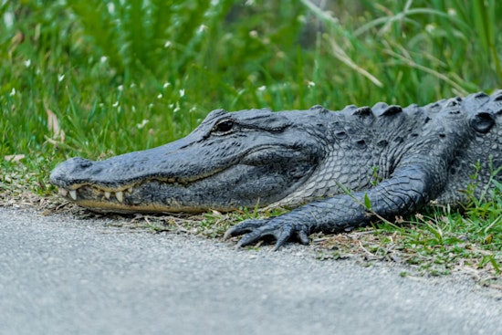 Suncoast Parkway Gator Standoff Sends Troopers Scrambling In Pasco