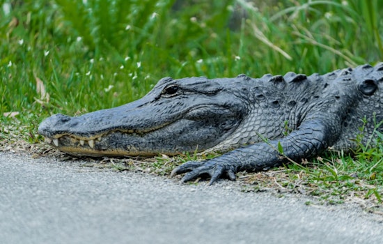 Suncoast Parkway Gator Standoff Sends Troopers Scrambling In Pasco