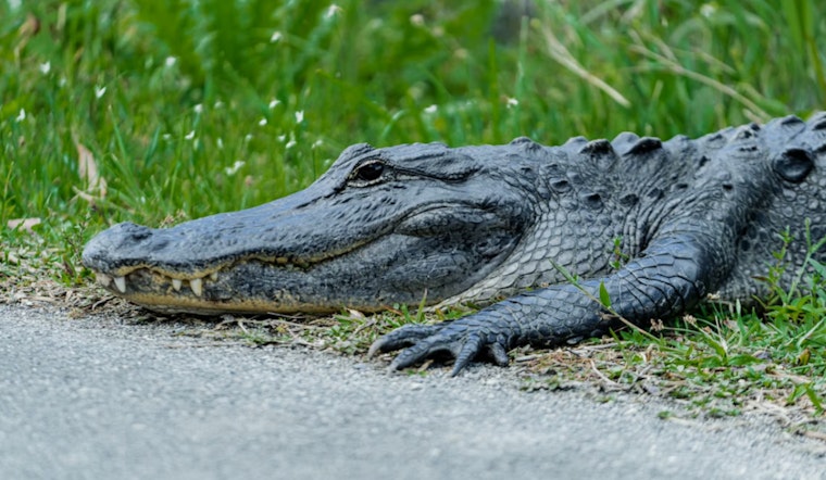 Suncoast Parkway Gator Standoff Sends Troopers Scrambling In Pasco