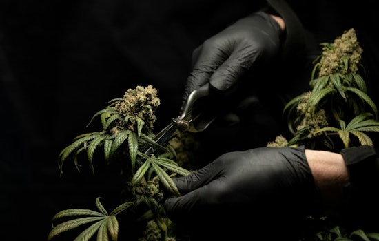 TSA Gives Green Light To Med Weed, Denver Airport Slams The Gate