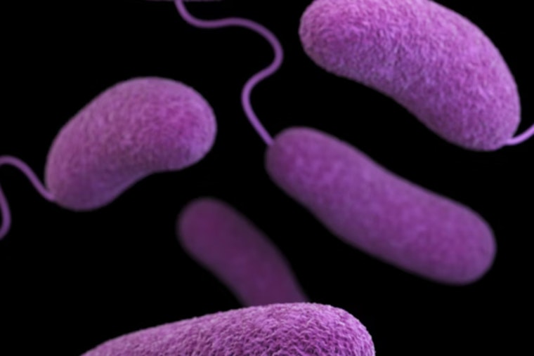 UF Lab Plots Tampa Bay Crackdown on Flesh-Eating Bacteria