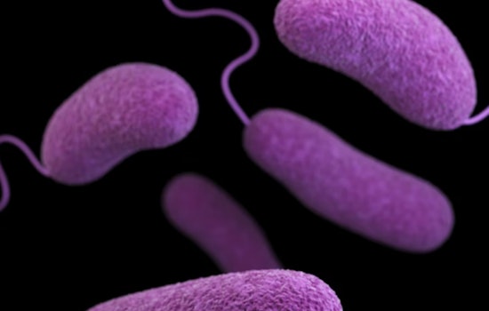 UF Lab Plots Tampa Bay Crackdown on Flesh-Eating Bacteria