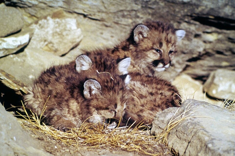 Voyageurs Trail Cam Captures Cougar Kittens In Northern Minnesota