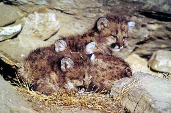 Voyageurs Trail Cam Captures Cougar Kittens In Northern Minnesota