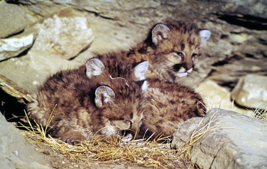 Voyageurs Trail Cam Captures Cougar Kittens In Northern Minnesota