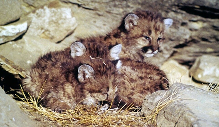 Voyageurs Trail Cam Captures Cougar Kittens In Northern Minnesota