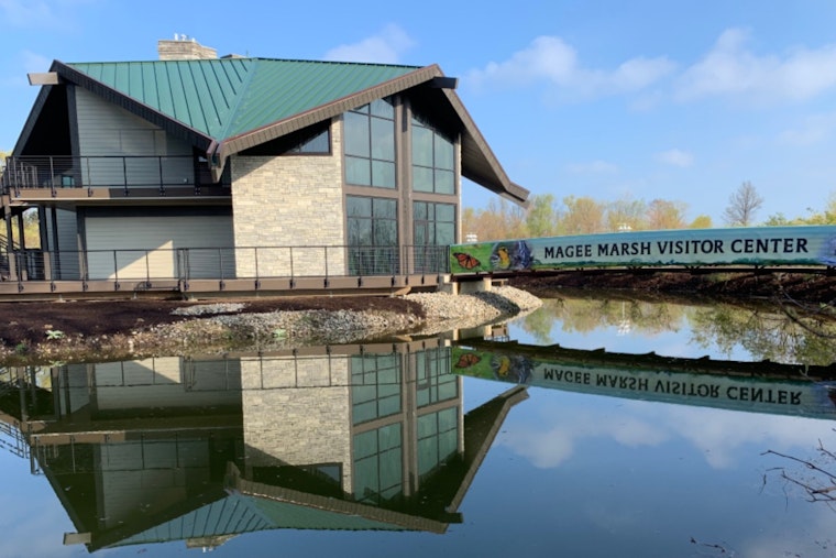 Warbler Invasion: Magee Marsh Gears Up For Biggest Week Birding Blitz