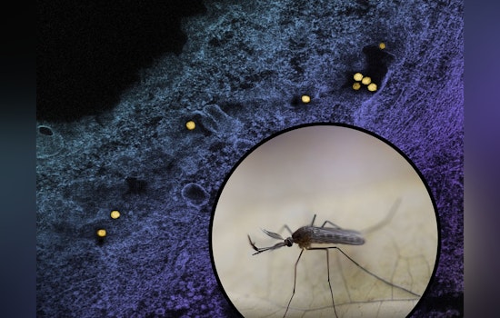 West Nile Buzz Near Tahoe Park as Sacramento Nets First Sick Mosquito of 2026