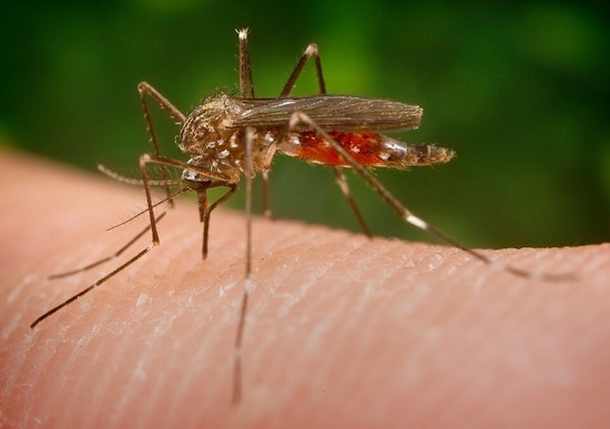 West Nile Mosquitoes Found In Mokena, Will County