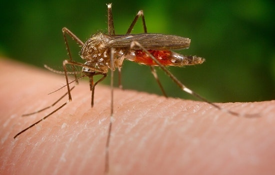 West Nile Mosquitoes Found In Mokena, Will County