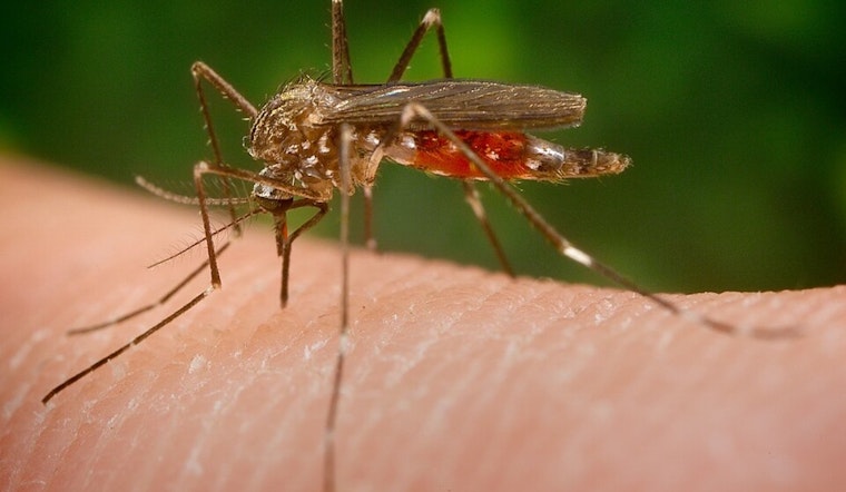 West Nile Mosquitoes Found In Mokena, Will County