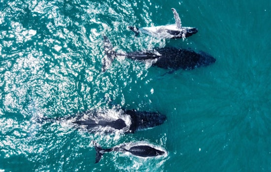 Whale Traffic Jam Off Cape Cod As 222 Humpbacks Swarm Feeding Hot Spot