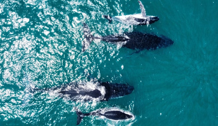 Whale Traffic Jam Off Cape Cod As 222 Humpbacks Swarm Feeding Hot Spot