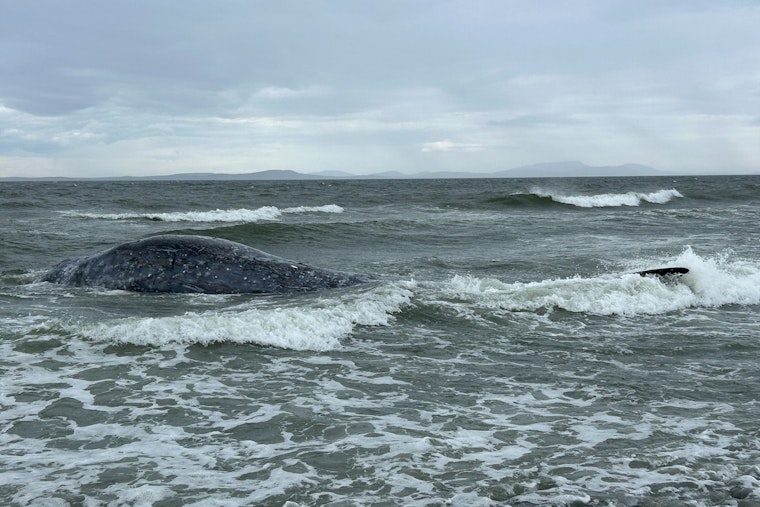 Whidbey Island Stunned as 19th Dead Gray Whale of Year Hits the Beach