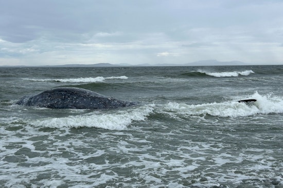 Whidbey Island Stunned as 19th Dead Gray Whale of Year Hits the Beach