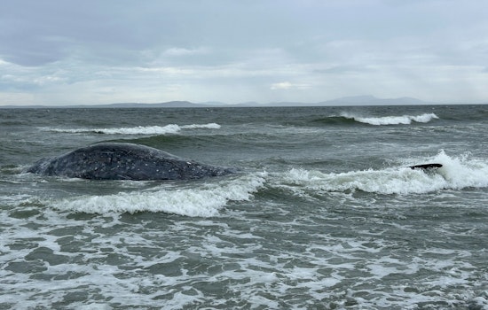 Whidbey Island Stunned as 19th Dead Gray Whale of Year Hits the Beach