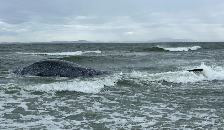 Whidbey Island Stunned as 19th Dead Gray Whale of Year Hits the Beach