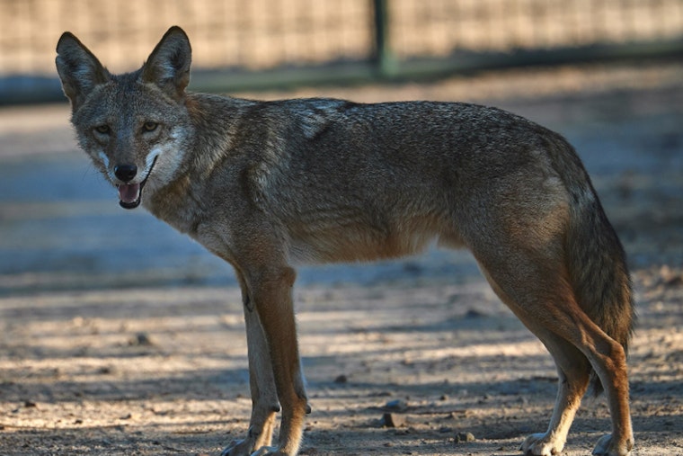 Wild Coyote Crashes Causeway Commute Outside TD Garden