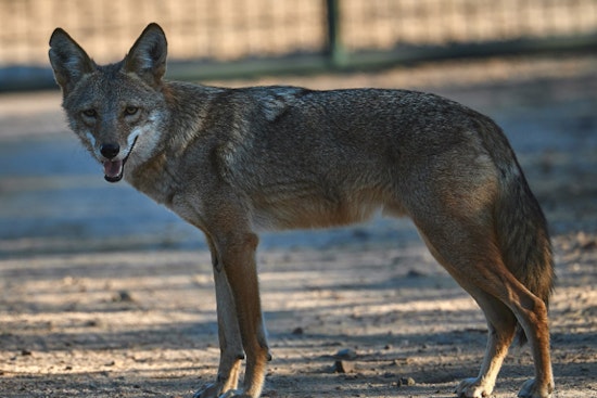 Wild Coyote Crashes Causeway Commute Outside TD Garden