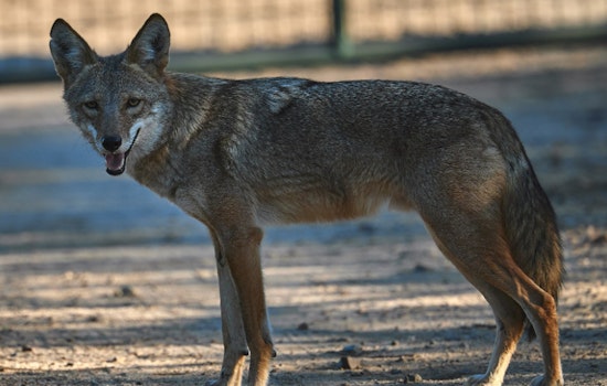 Wild Coyote Crashes Causeway Commute Outside TD Garden