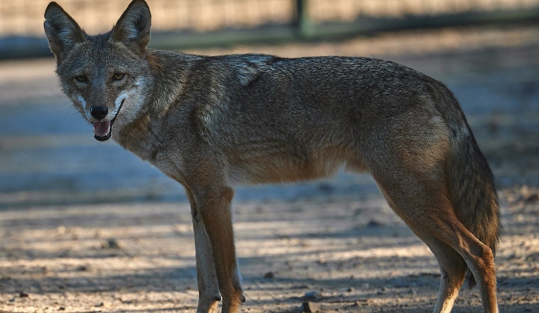 Wild Coyote Crashes Causeway Commute Outside TD Garden