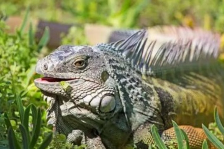 Winter Haven Troopers Bust Pickup Packed With 13 Zip-Tied Iguanas