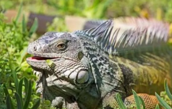 Winter Haven Troopers Bust Pickup Packed With 13 Zip-Tied Iguanas