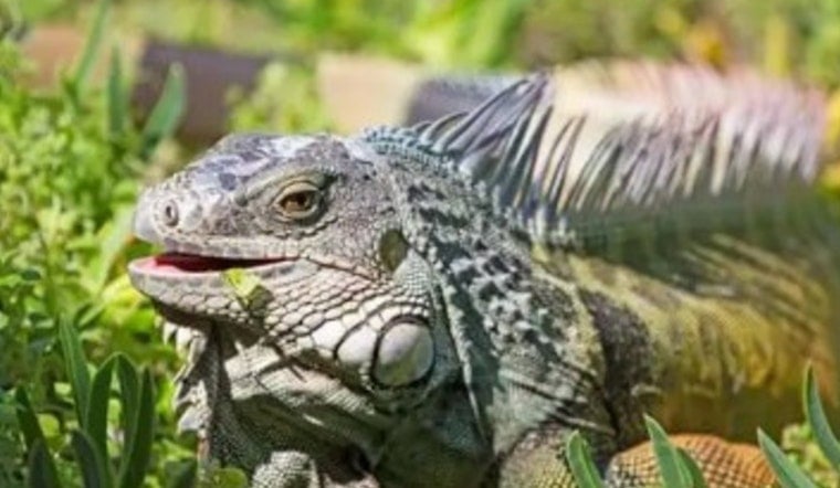 Winter Haven Troopers Bust Pickup Packed With 13 Zip-Tied Iguanas