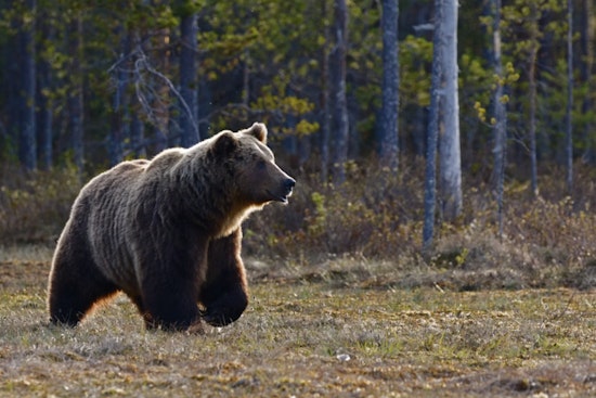 Wobbly Bear Near Placer High Puts Auburn Neighborhood On Edge